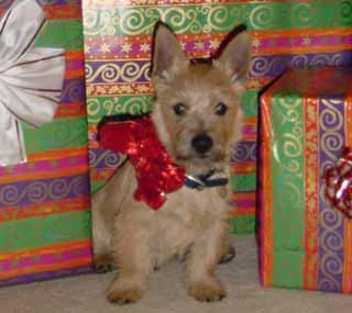 cairn terrier teddy