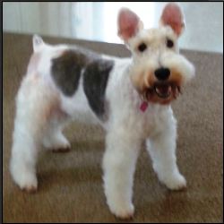 Wire haired fox terrier breeders store near me